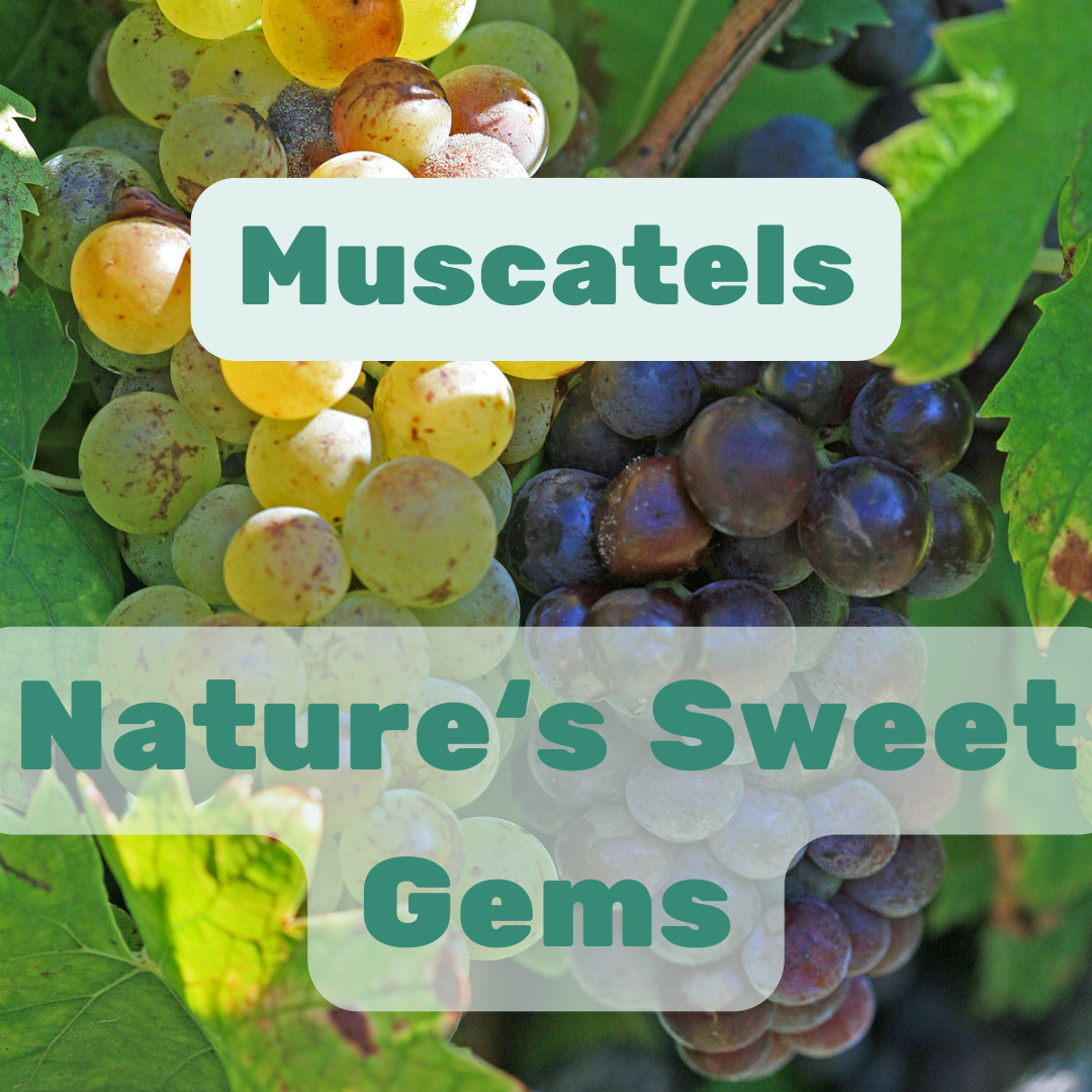 Muscatels: Nature's Sweet Gem – History, Uses, and Health Benefits